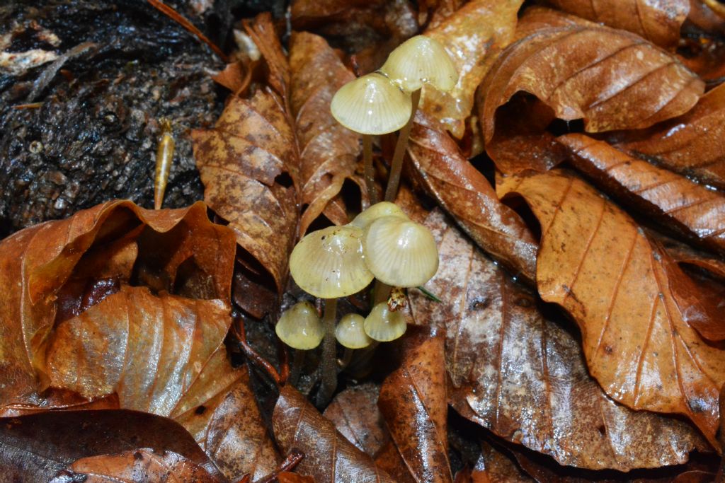 Mycena del 14/05/2018